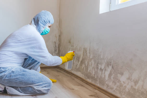 Licensed Mold Removal service in Berkeley Heights, NJ - Mold Remediation HQ